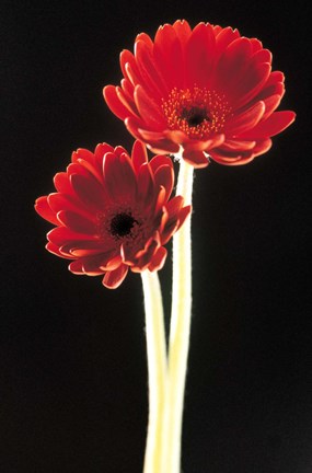 Framed Close up of two deep red flowers with white stems on black background Print