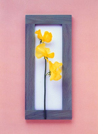 Framed Rectangular purple frame with yellow flowers on green stems in center on pink background Print