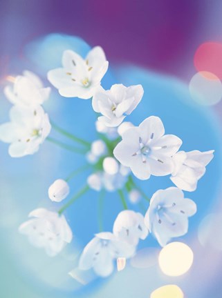 Framed Close up of white flowers with out of focus blue background Print