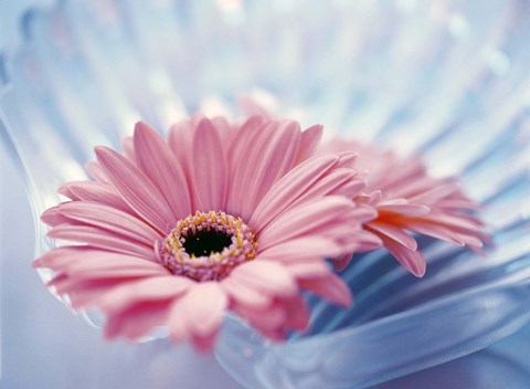 Framed Close up of two pink gerbera daisies in water ripples Print