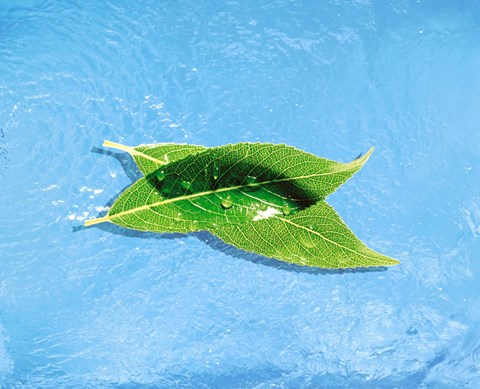 Framed Two crossed green leaves floating in shallow blue water Print
