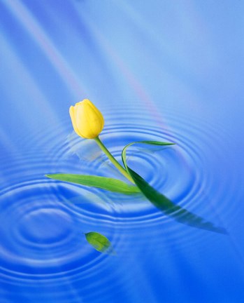 Framed Single yellow tulip rising from water ripples Print