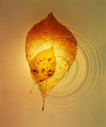 Framed Superimposed amber leaves over circles with bright light Print