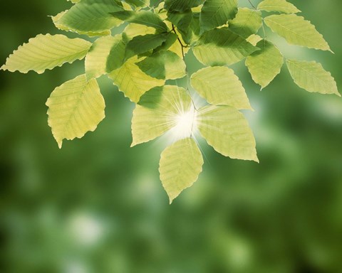 Framed Spring Green Leaves Print