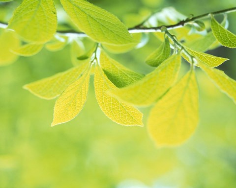 Framed Lime Green Leaves Print