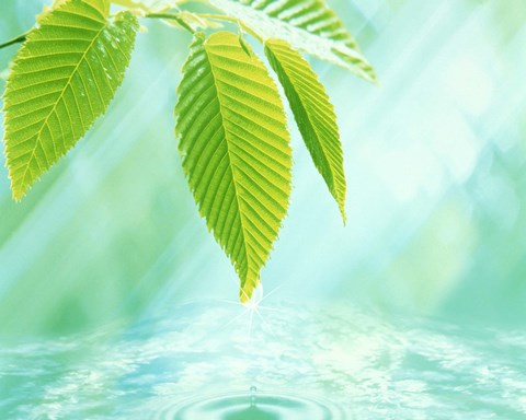 Framed Selective focus close up of green leaves above water ripples in blue Print