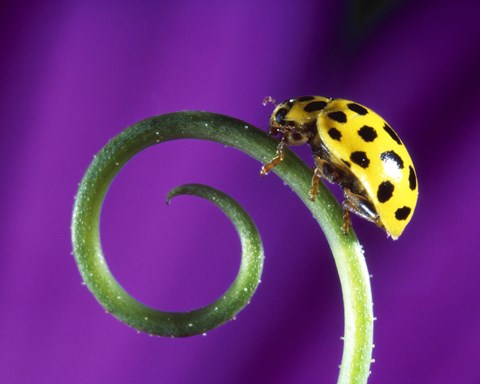 Framed Side view close up of yellow ladybug sitting on a green curlicue shaped leaf Print