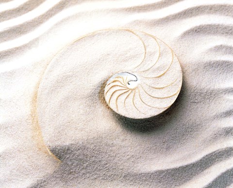 Framed Shell spiraling into wavy sand pattern Print
