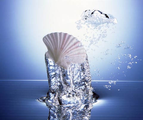 Framed White scallop shell being raised on pillar of bubbling water Print