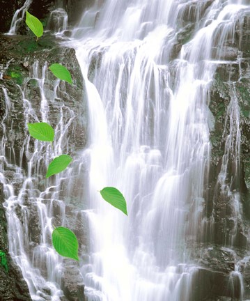Framed Green leaves cascading in front of waterfall Print