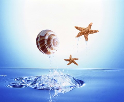 Framed shell and two starfish floating above bubbling water Print