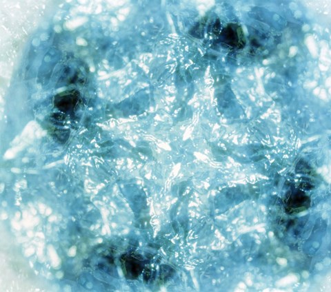 Framed Kaleidoscopic pattern in aqua and white Print