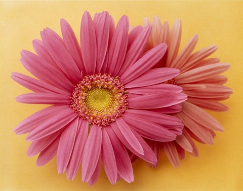 Framed Close up of two pink zinnias on yellow gold background Print