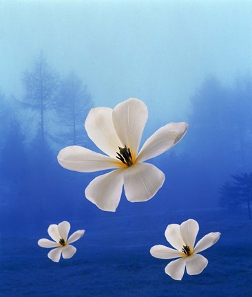 Framed Three white orchids floating in foggy blue sky with silhouette of trees in background Print
