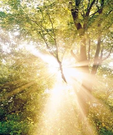 Framed Burst of white light through green trees Print