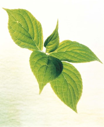 Framed Close-Up of Green Leaves IV Print