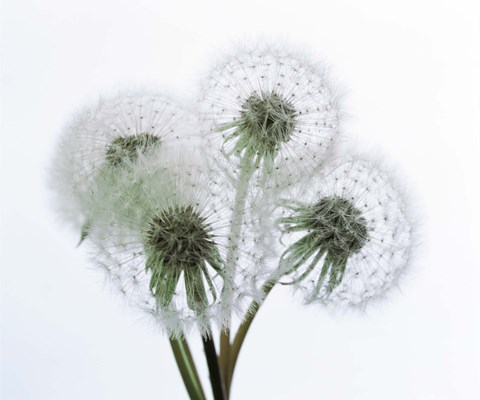 Framed Close up of four dandelion heads in seed on stems Print