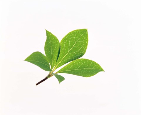 Framed Close-Up of Green Leaves VI Print
