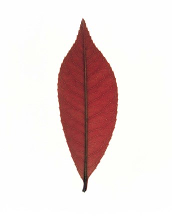 Framed Close up of red leaf on white Print