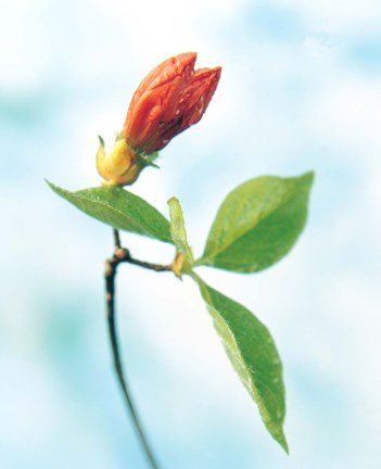Framed Close up of dark pink flower bud on green stem with green leaves on watercolor blue Print