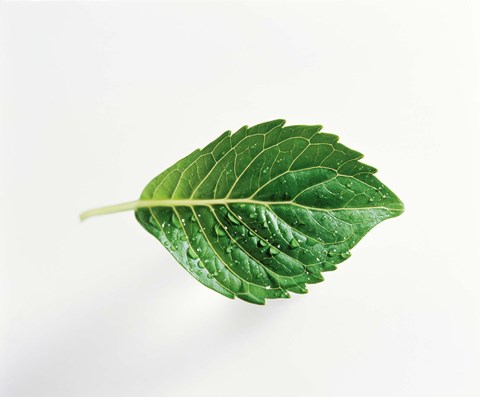 Framed Horizontal Green Leaf on Light Grey Print