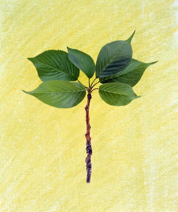 Framed Close up of green leaves with brown branch on pale yellow Print