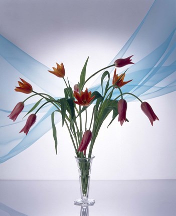 Framed Long stemmed bouquet of dark pink tulips in a small vase draped with light blue sheer fabric Print