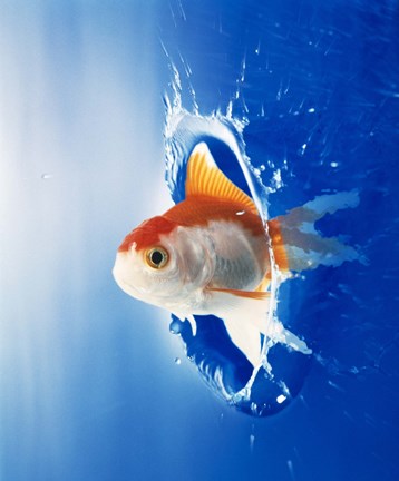 Framed Orange, yellow and white fish flying through water splash Print