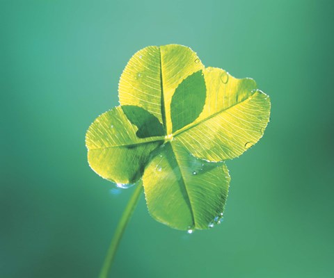 Framed Close up of green leaf sprig on dark teal Print