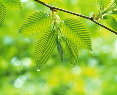 Framed Selective focus striped leaves on branch with forest in back Print