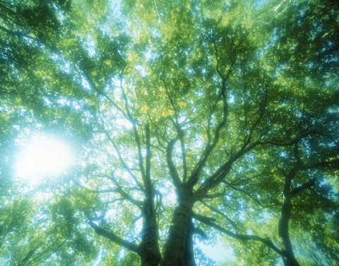 Framed Selective focus trees in forest Print