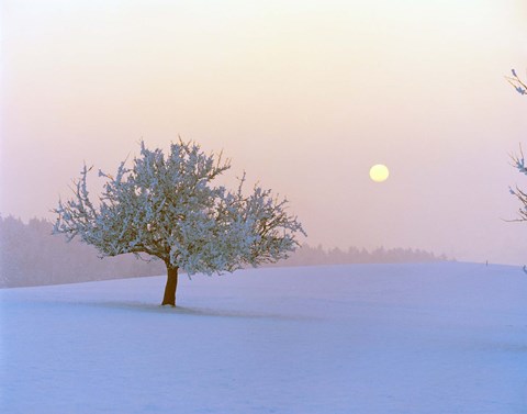 Framed Foggy winter scene with tree and moon Print