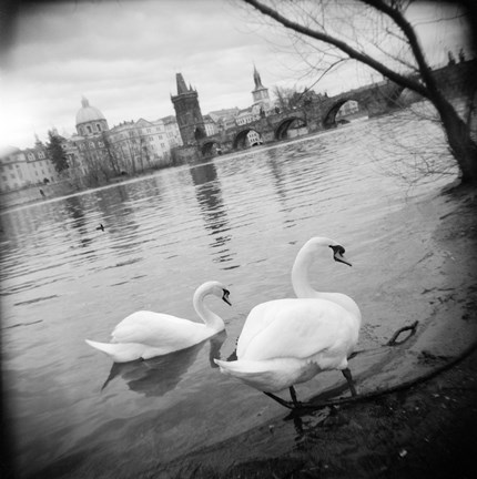 Framed Two swans in a river, Vltava River, Prague, Czech Republic Print
