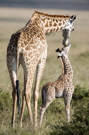 Framed Masai giraffe (Giraffa camelopardalis tippelskirchi) with its calf, Masai Mara National Reserve, Kenya Print