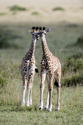 Framed Masai giraffes (Giraffa camelopardalis tippelskirchi) in a forest, Masai Mara National Reserve, Kenya Print