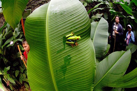 Framed Close-up of a Red-Eyed Tree frog (Agalychnis callidryas) sitting on a banana leaf, Costa Rica Print