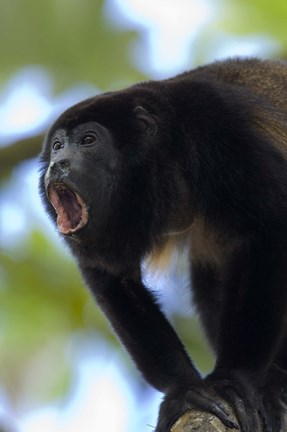 Framed Close-up of a Black Howler Monkey (Alouatta caraya), Costa Rica Print