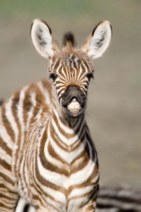 Framed Close-up of a Burchell&#39;s zebra foal (Equus burchelli), Ngorongoro Crater, Ngorongoro, Tanzania Print