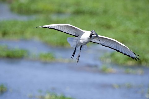 Framed Sacred ibis (Threskiornis aethiopicus) in flight, Ngorongoro Crater, Ngorongoro, Tanzania Print
