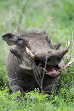 Framed Warthog (Phacochoerus aethiopicus) in a field, Ngorongoro Crater, Ngorongoro, Tanzania Print