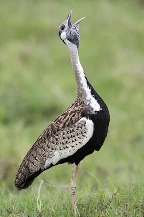 Framed Black-Bellied bustard (Lissotis Melanogaster) calling in a field, Ngorongoro Crater, Ngorongoro, Tanzania Print
