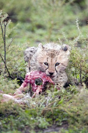 Framed Cheetah cub (Acinonyx jubatus) eating a dead animal, Ndutu, Ngorongoro, Tanzania Print