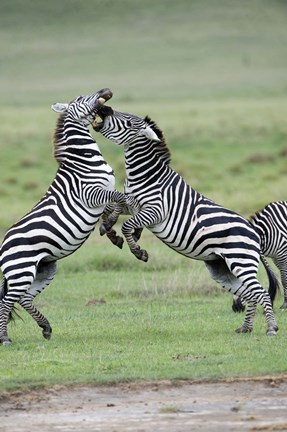 Framed Burchell&#39;s zebras (Equus burchelli) fighting in a field, Ngorongoro Crater, Ngorongoro, Tanzania Print