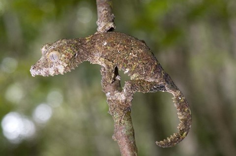 Framed Close-up of a Leaf-Tailed gecko (Uroplatus fimbriatus), Andasibe-Mantadia National Park, Madagascar Print