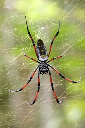 Framed Close-up of a Golden Silk Orb-weaver, Andasibe-Mantadia National Park, Madagascar Print