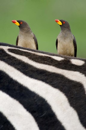 Framed Yellow-Billed oxpeckers (Buphagus africanus) on top of a zebra, Ngorongoro Crater, Ngorongoro, Tanzania Print