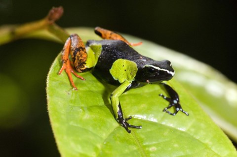 Framed Close-up of a Painted mantella (Mantella madagascarensis) frog, Madagascar Print