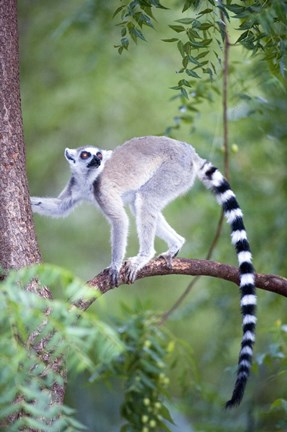 Framed Ring-Tailed lemur (Lemur catta) climbing a tree, Berenty, Madagascar Print