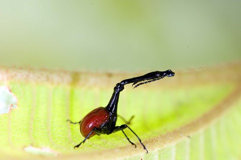 Framed Giraffe Weevil, Andasibe-Mantadia National Park, Madagascar Print