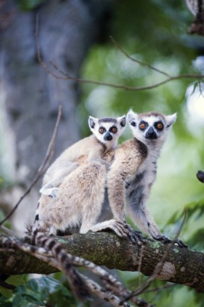 Framed Ring-Tailed lemur (Lemur catta) with its young one, Berenty, Madagascar Print